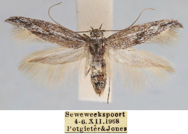 /filer/webapps/moths/media/images/P/potgieteri_Scythris_HT_TMSA_D1BvxYX.jpg