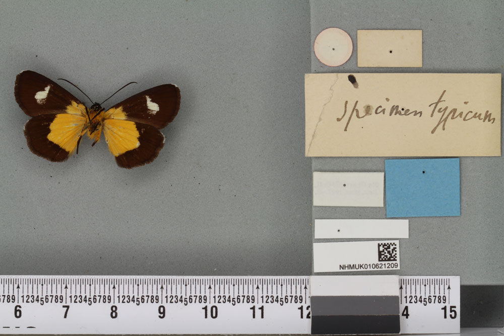 /filer/webapps/moths/media/images/P/powelli_Anaphela_HT_BMNHb.jpg