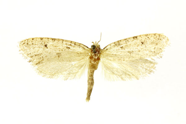/filer/webapps/moths/media/images/P/practicopa_Melasina_STF_RMC.jpg