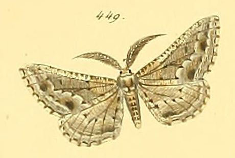 /filer/webapps/moths/media/images/P/praecanaria_Biclavigera_HT_HS_101_449.jpg