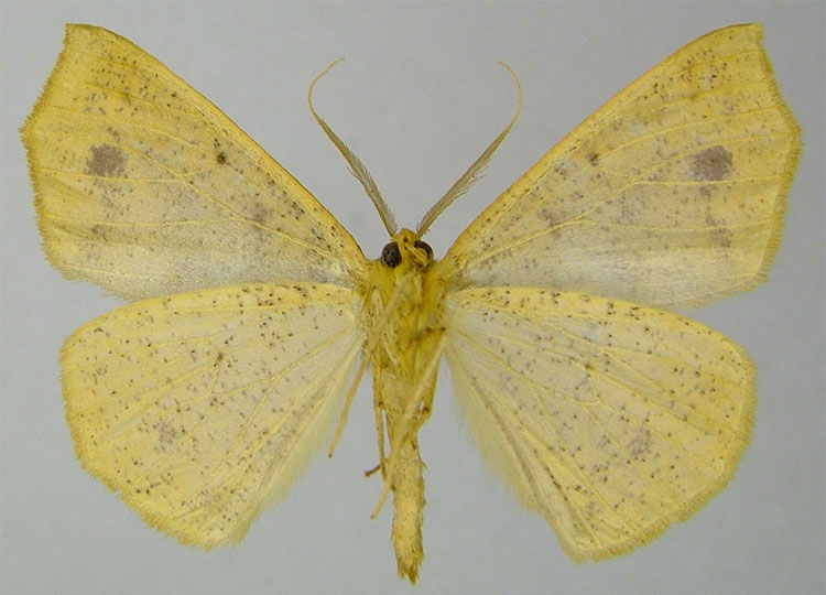 /filer/webapps/moths/media/images/P/praecoca_Psilocerea_HT_ZSMb.jpg