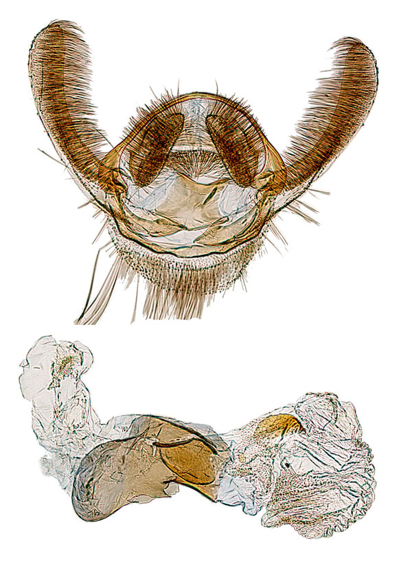 /filer/webapps/moths/media/images/P/praeconia_Plinthographis_GM_RMCA.jpg