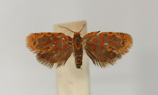 /filer/webapps/moths/media/images/P/praeconia_Plinthograptis_PLT_RMCA_01.jpg