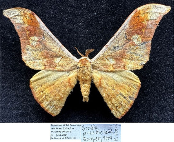 /filer/webapps/moths/media/images/P/praedicta_Goodia_AM_Hluchy.jpg