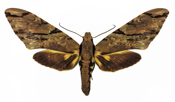 /filer/webapps/moths/media/images/P/praedicta_Xanthopan_AF_Basquin.jpg
