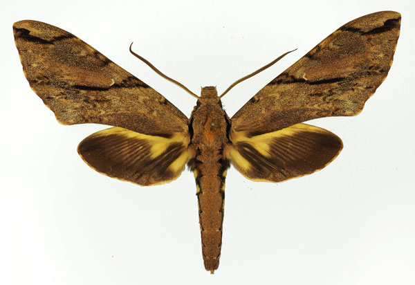 /filer/webapps/moths/media/images/P/praedicta_Xanthopan_AM_Basquin.jpg