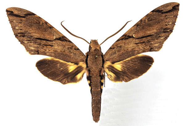 /filer/webapps/moths/media/images/P/praedicta_Xanthopan_AM_Basquina.jpg