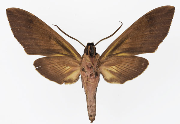 /filer/webapps/moths/media/images/P/praedicta_Xanthopan_AM_Basquinb.jpg