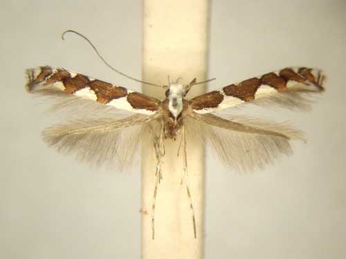 /filer/webapps/moths/media/images/P/praegemina_Dialectica_MT_TMSA6121.jpg