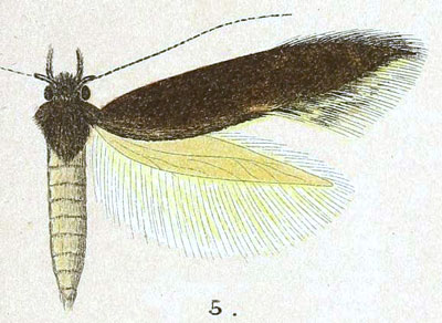 /filer/webapps/moths/media/images/P/praematura_Hieroxestis_STF_Meyrick_8-5.jpg