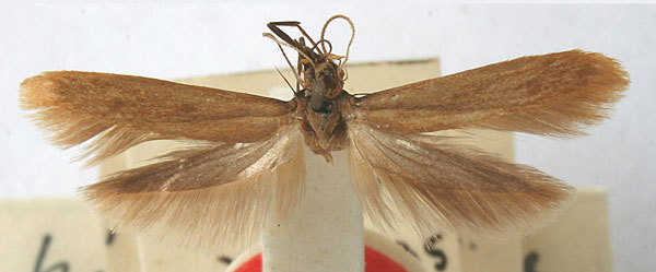 /filer/webapps/moths/media/images/P/praematura_Scythris_HT_BMNH.jpg