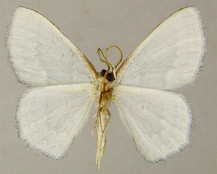 /filer/webapps/moths/media/images/P/praenuntia_Epigelasma_PTM_ZSMb.jpg