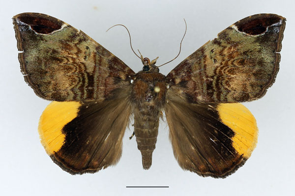 /filer/webapps/moths/media/images/P/praestans_Achaea_AF_Basquin.jpg