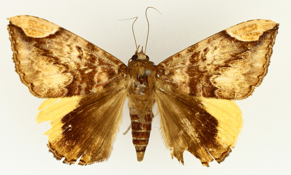 /filer/webapps/moths/media/images/P/praestans_Achaea_AF_TMSA_01.jpg