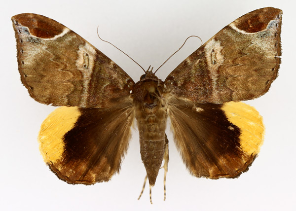 /filer/webapps/moths/media/images/P/praestans_Achaea_AF_TMSA_02.jpg