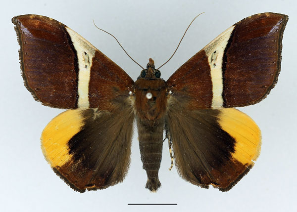 /filer/webapps/moths/media/images/P/praestans_Achaea_AM_Basquin.jpg