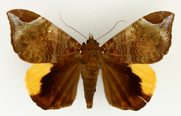/filer/webapps/moths/media/images/P/praestans_Achaea_AM_TMSA_01.jpg