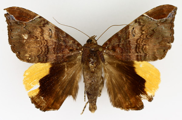 /filer/webapps/moths/media/images/P/praestans_Achaea_AM_TMSA_02.jpg
