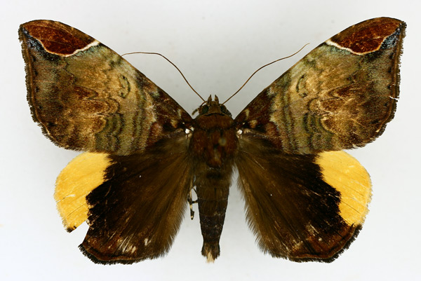 /filer/webapps/moths/media/images/P/praestans_Achaea_AM_TMSA_03.jpg