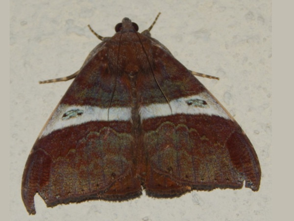 /filer/webapps/moths/media/images/P/praestans_Achaea_A_Grobler_2DlMpq0.jpg