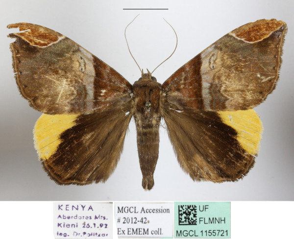 /filer/webapps/moths/media/images/P/praestans_Achaea_A_MGCLa_01.jpg