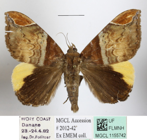 /filer/webapps/moths/media/images/P/praestans_Achaea_A_MGCLa_02.jpg