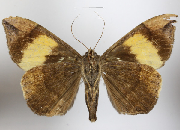 /filer/webapps/moths/media/images/P/praestans_Achaea_A_MGCLb_01.jpg