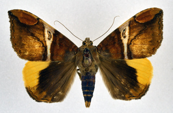 /filer/webapps/moths/media/images/P/praestans_Achaea_A_NHMO_01.jpg