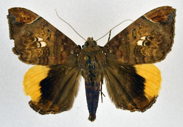 /filer/webapps/moths/media/images/P/praestans_Achaea_A_NHMO_02.jpg