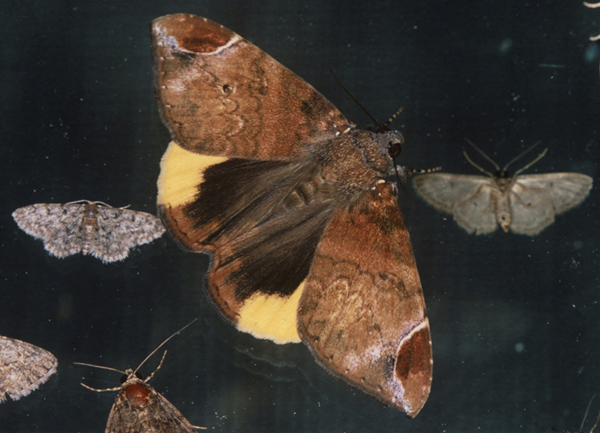 /filer/webapps/moths/media/images/P/praestans_Achaea_A_Roland_08.jpg