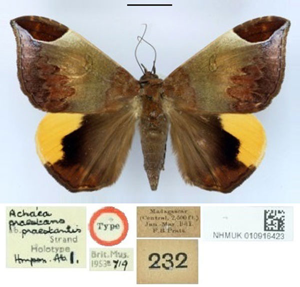 /filer/webapps/moths/media/images/P/praestantis_Achaea_HT_BMNH.jpg
