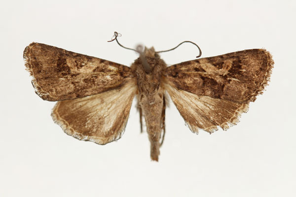 /filer/webapps/moths/media/images/P/praetermissa_Tycomarptes_AF_RMCA_01.jpg