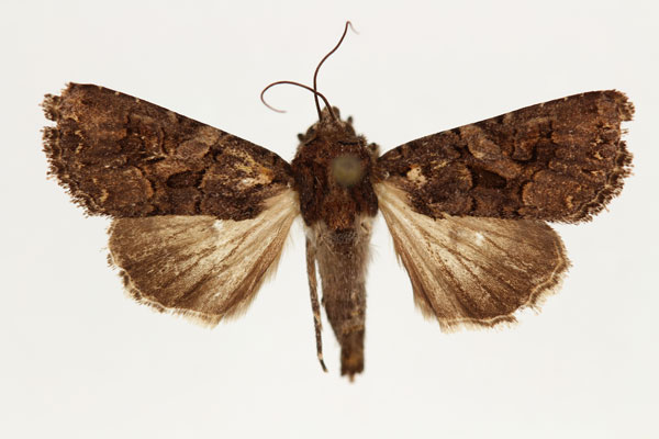 /filer/webapps/moths/media/images/P/praetermissa_Tycomarptes_AF_RMCA_02.jpg