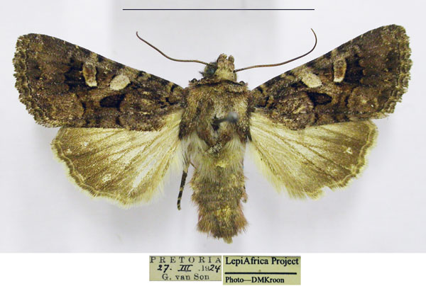 /filer/webapps/moths/media/images/P/praetermissa_Tycomarptes_AF_TMSA.jpg