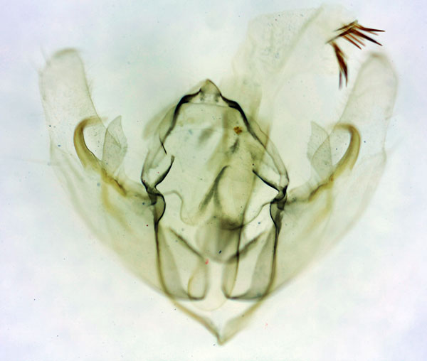/filer/webapps/moths/media/images/P/praetexta_Leucania_GMPT_BMNH_1194.jpg