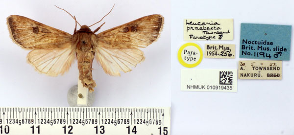 /filer/webapps/moths/media/images/P/praetexta_Leucania_PT_BMNH.jpg