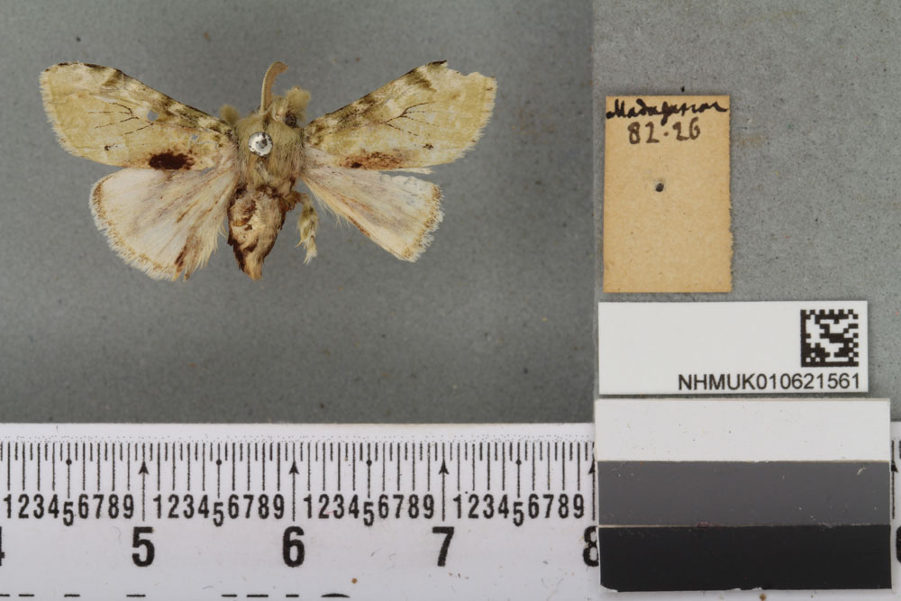 /filer/webapps/moths/media/images/P/prasina_Calliteara_HT_BMNHa.jpg