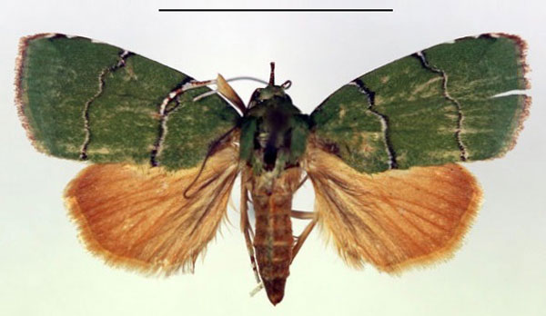 /filer/webapps/moths/media/images/P/prasina_Chlorozada_A_RMCA.jpg