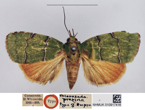 /filer/webapps/moths/media/images/P/prasina_Chlorozada_HT_NHMUK.jpg