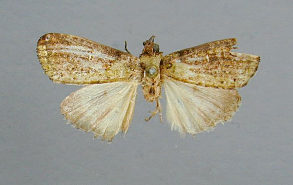 /filer/webapps/moths/media/images/P/prasina_Iphigeniella_A_RMCA.jpg