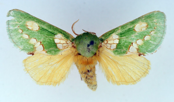 /filer/webapps/moths/media/images/P/prasina_Taeda_AF_TMSA.jpg
