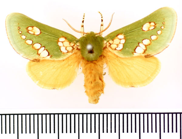 /filer/webapps/moths/media/images/P/prasina_Taeda_AM_BMNH.jpg