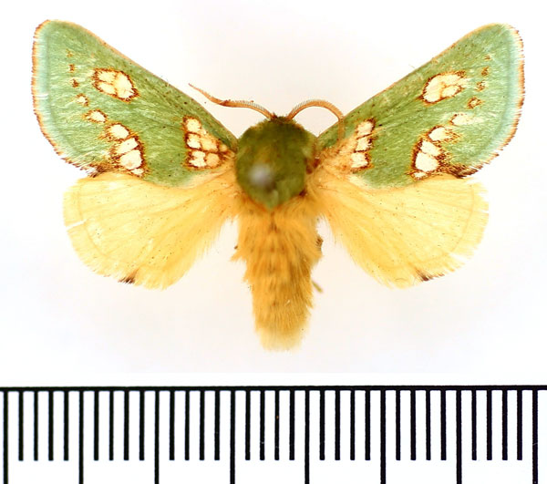 /filer/webapps/moths/media/images/P/prasina_Taeda_AM_BMNH_01.jpg