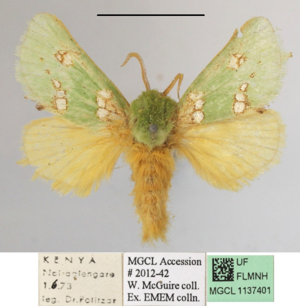 /filer/webapps/moths/media/images/P/prasina_Taeda_A_MGCLa_01.JPG