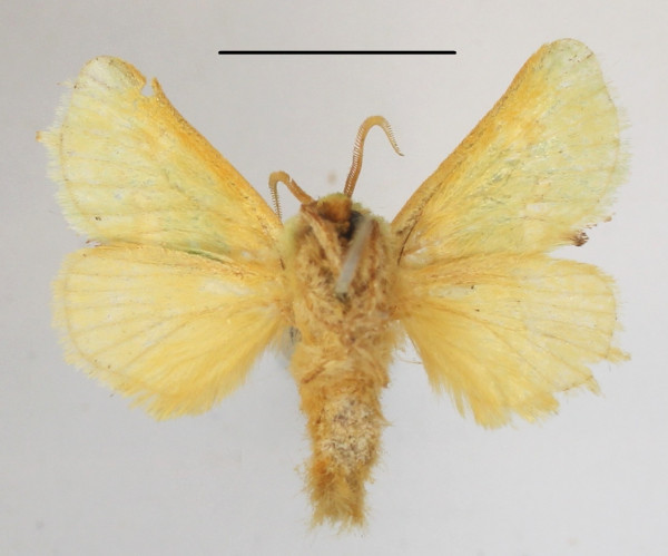 /filer/webapps/moths/media/images/P/prasina_Taeda_A_MGCLb_01.JPG