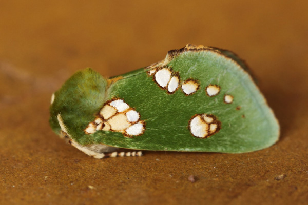 /filer/webapps/moths/media/images/P/prasina_Taeda_A_Voaden.jpg