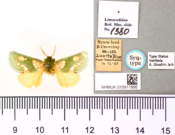 /filer/webapps/moths/media/images/P/prasina_Taeda_STM_BMNH.jpg