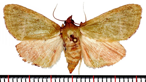 /filer/webapps/moths/media/images/P/prasinalis_Lantzina_AF_Poltavsky.jpg