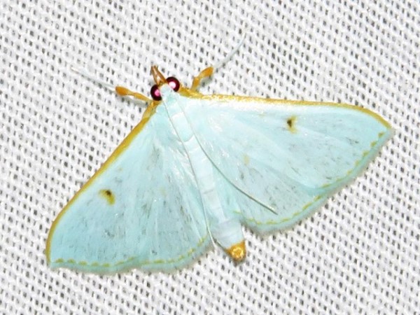 /filer/webapps/moths/media/images/P/prasinalis_Parotis_A_Braun.jpg