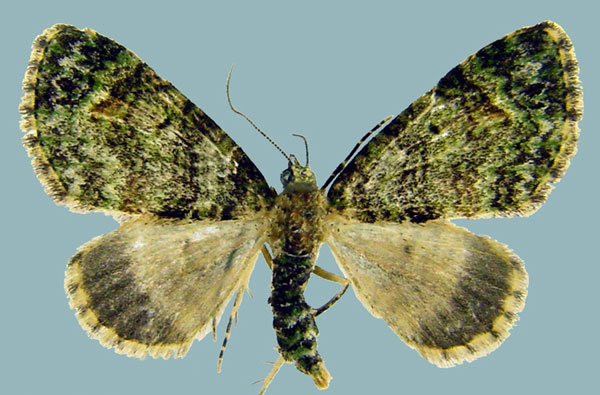 /filer/webapps/moths/media/images/P/prasinaria_Piercia_AF_Staude.jpg
